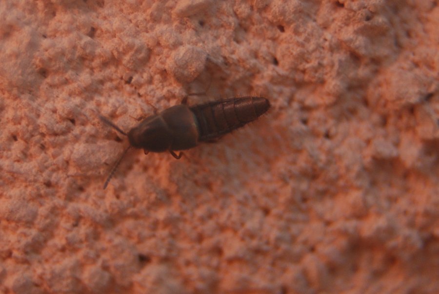 Staphylinidae